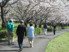 こっちの桜もキレイだよー！