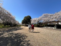 青い空、ピンク色のさくら、とってもきれいですね！