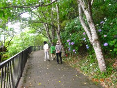 「わー紫陽花キレイねー！」
